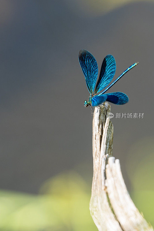 美丽的Demoiselle (Calopteryx virgo)蜻蜓